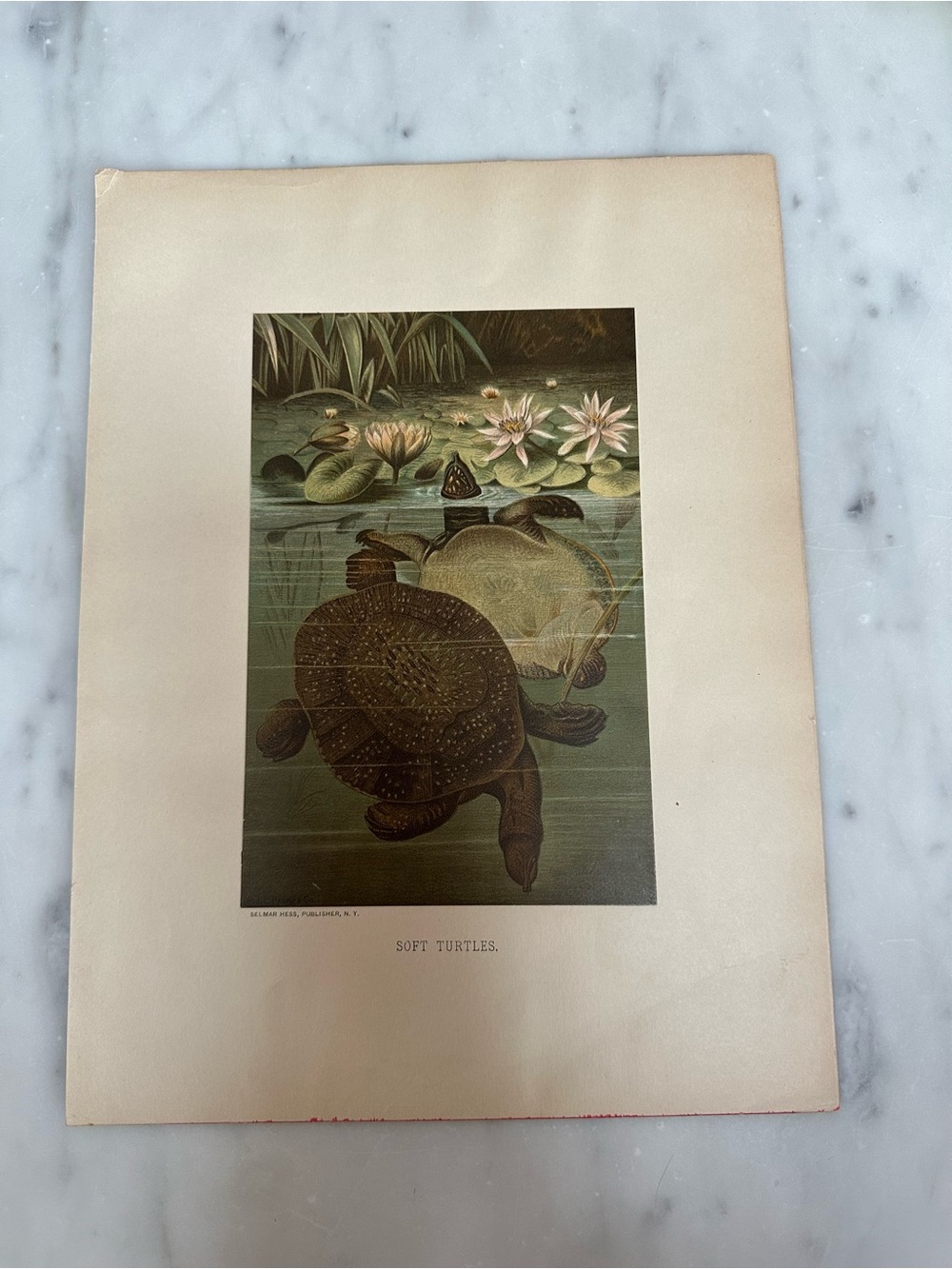 1880s Chromolithograph L. Prang/Selmar Hess - SOFT TURTLES